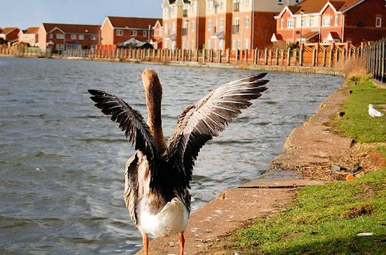 Thorne: Thorne Goose